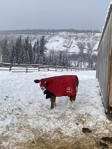 Calf Ear Warmers with Reusable Ear Tags - Ear Muffs for Cows to Prevent Frozen E