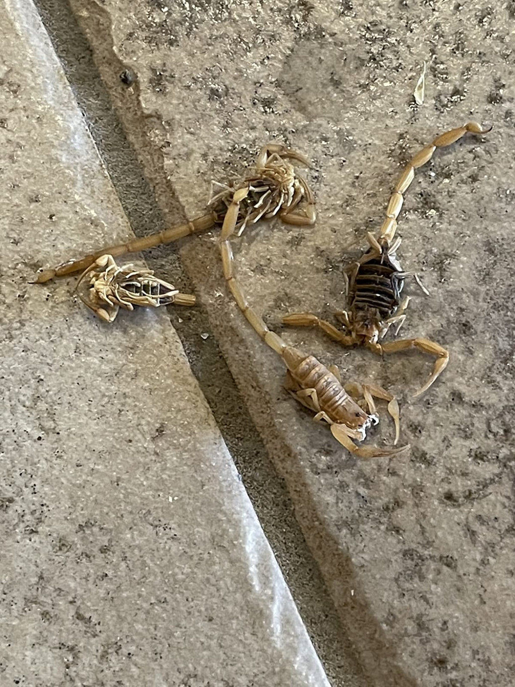 Onslaught FastCap Spider and Scorpion Insecticide  Concentrates