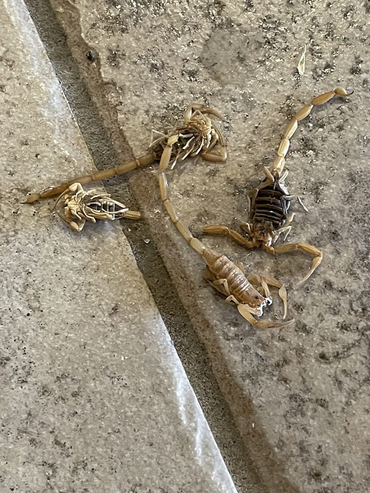 Onslaught FastCap Spider and Scorpion Insecticide  Concentrates