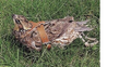Studded Quail Harness Prevents lost during training Adjustable leather spik