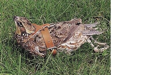 Studded Quail Harness Prevents lost during training Adjustable leather spik
