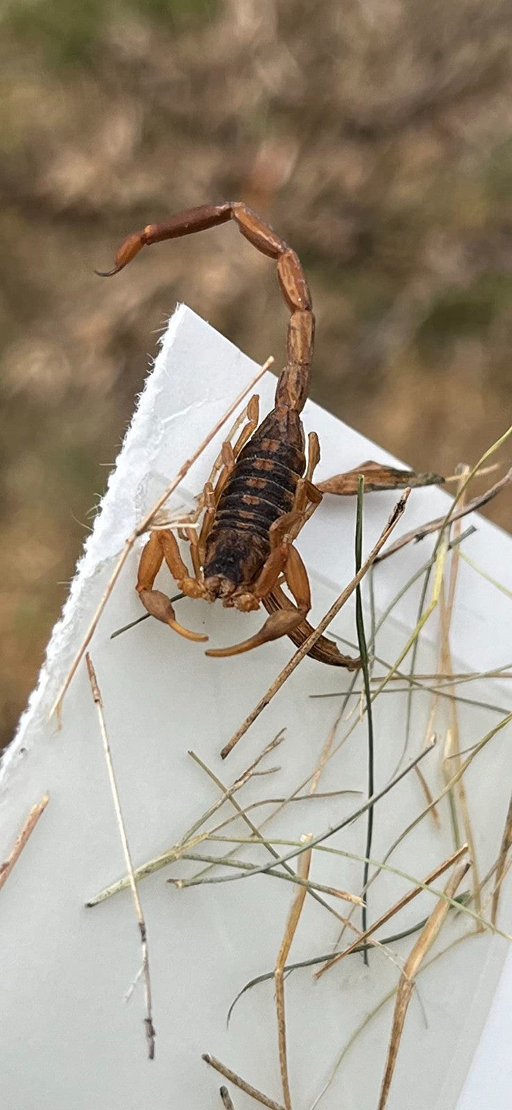 Onslaught FastCap Spider and Scorpion Insecticide  Concentrates