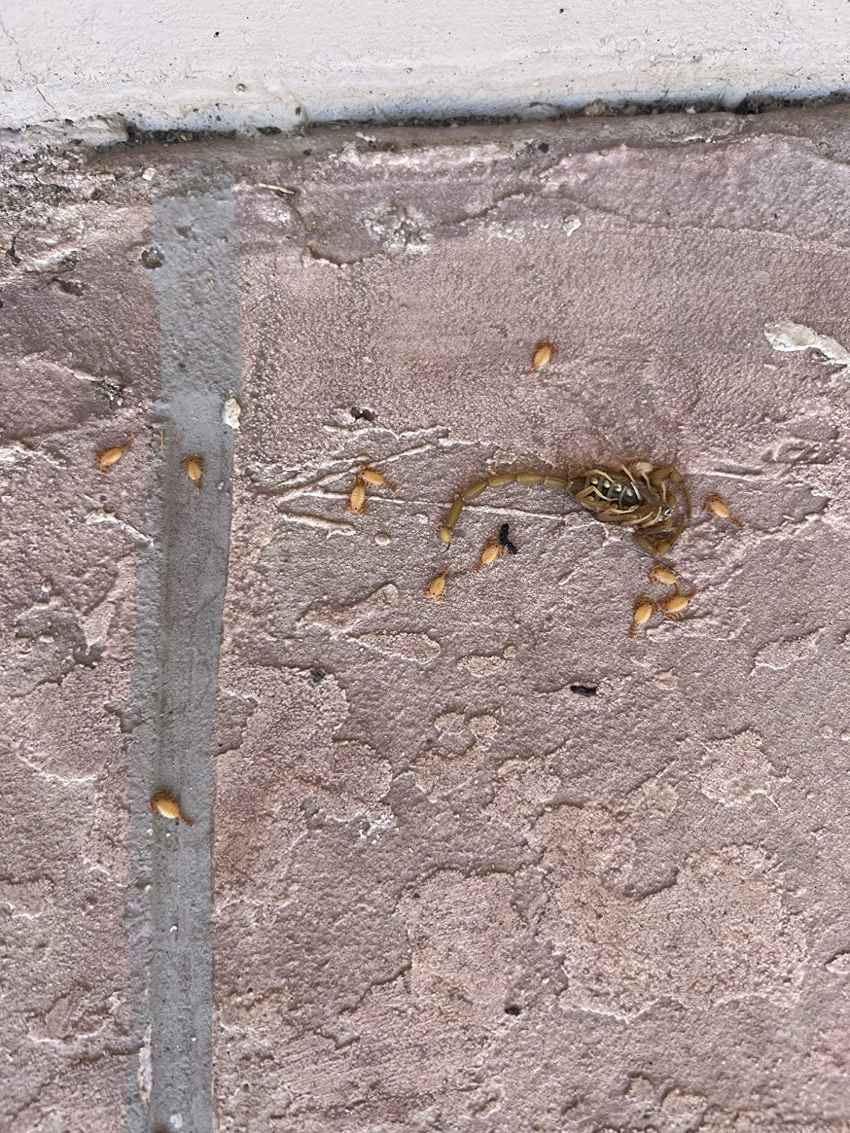 Onslaught FastCap Spider and Scorpion Insecticide  Concentrates