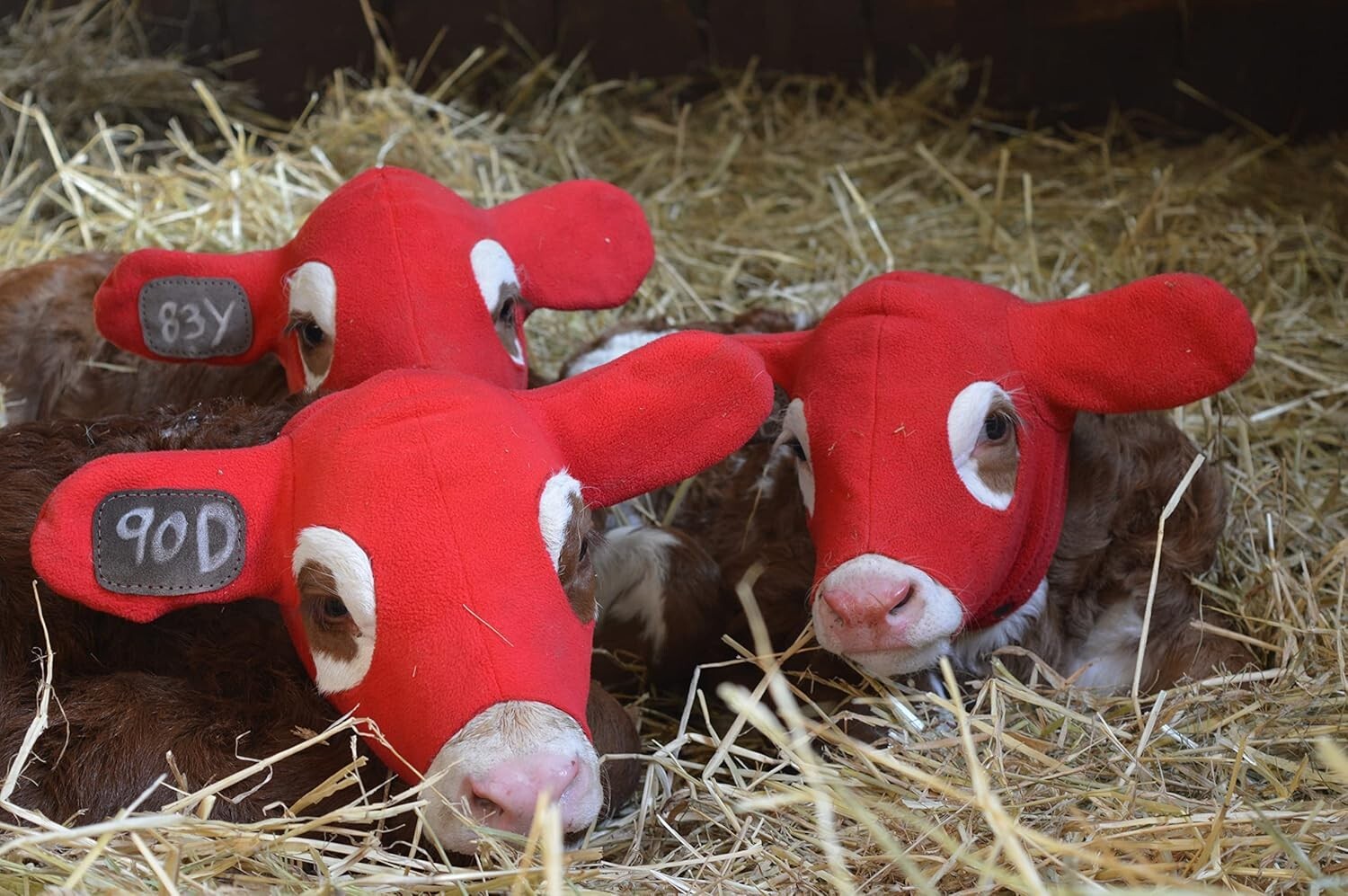 Calf Ear Warmers with Reusable Ear Tags - Ear Muffs for Cows to Prevent Frozen E