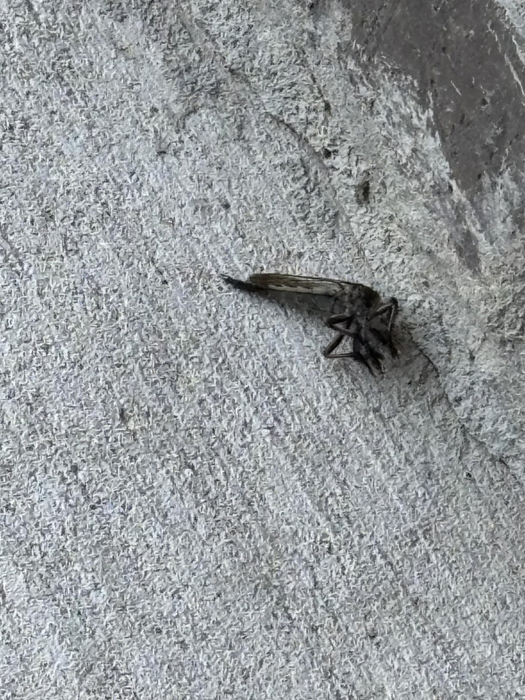 Onslaught FastCap Spider and Scorpion Insecticide  Concentrates