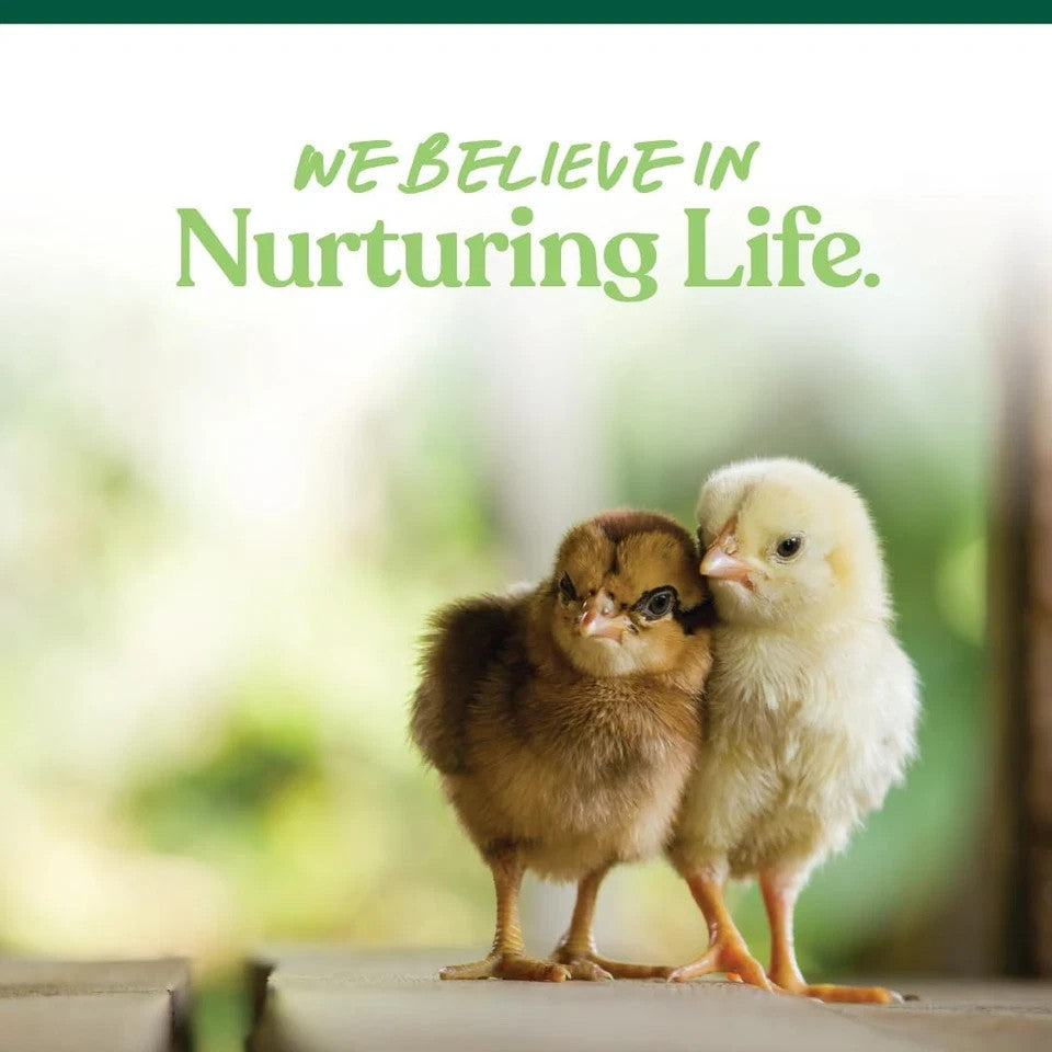 Medicated Chick Starter Grower Feed, Dried High Protein Chicken Food Crumbles