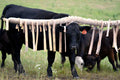 cattle livestock Face Flyps 22ct for cattle rub