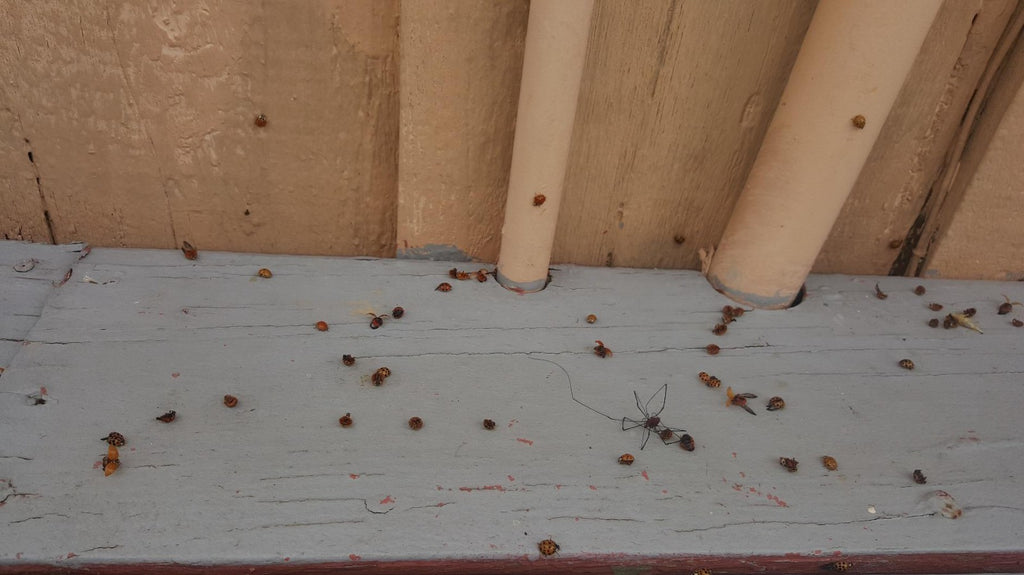 Martin's Viper Insecticide  16oz infesting beetles  cockroaches, spiders, fleas