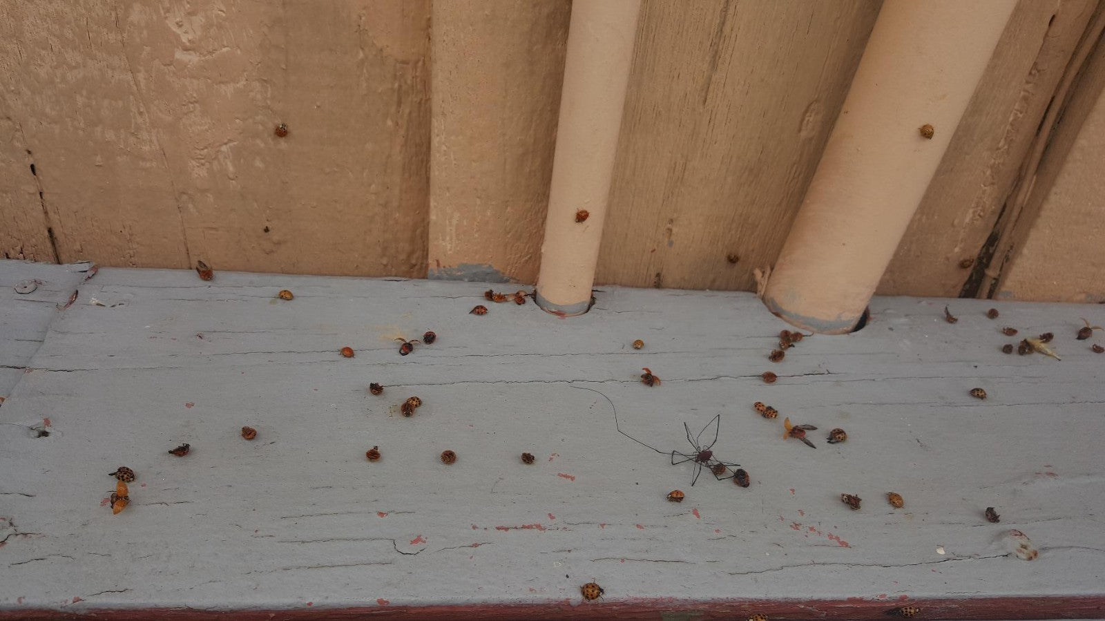 Martin's Viper Insecticide  16oz infesting beetles  cockroaches, spiders, fleas