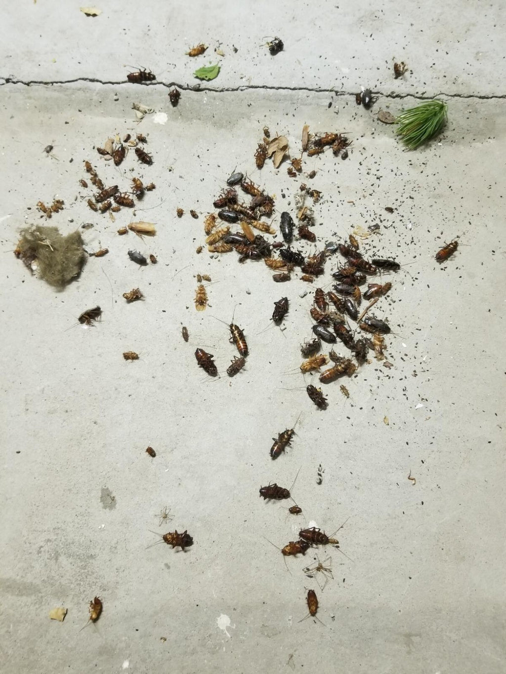 Demon Max Insecticide, Yellowish 1 Pint over 30 types  insect pests 100% Results