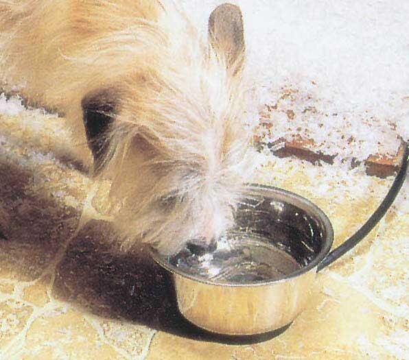 new Heated 1 Quart Pet Bowl with Hutch Mount for small dogs rabbits