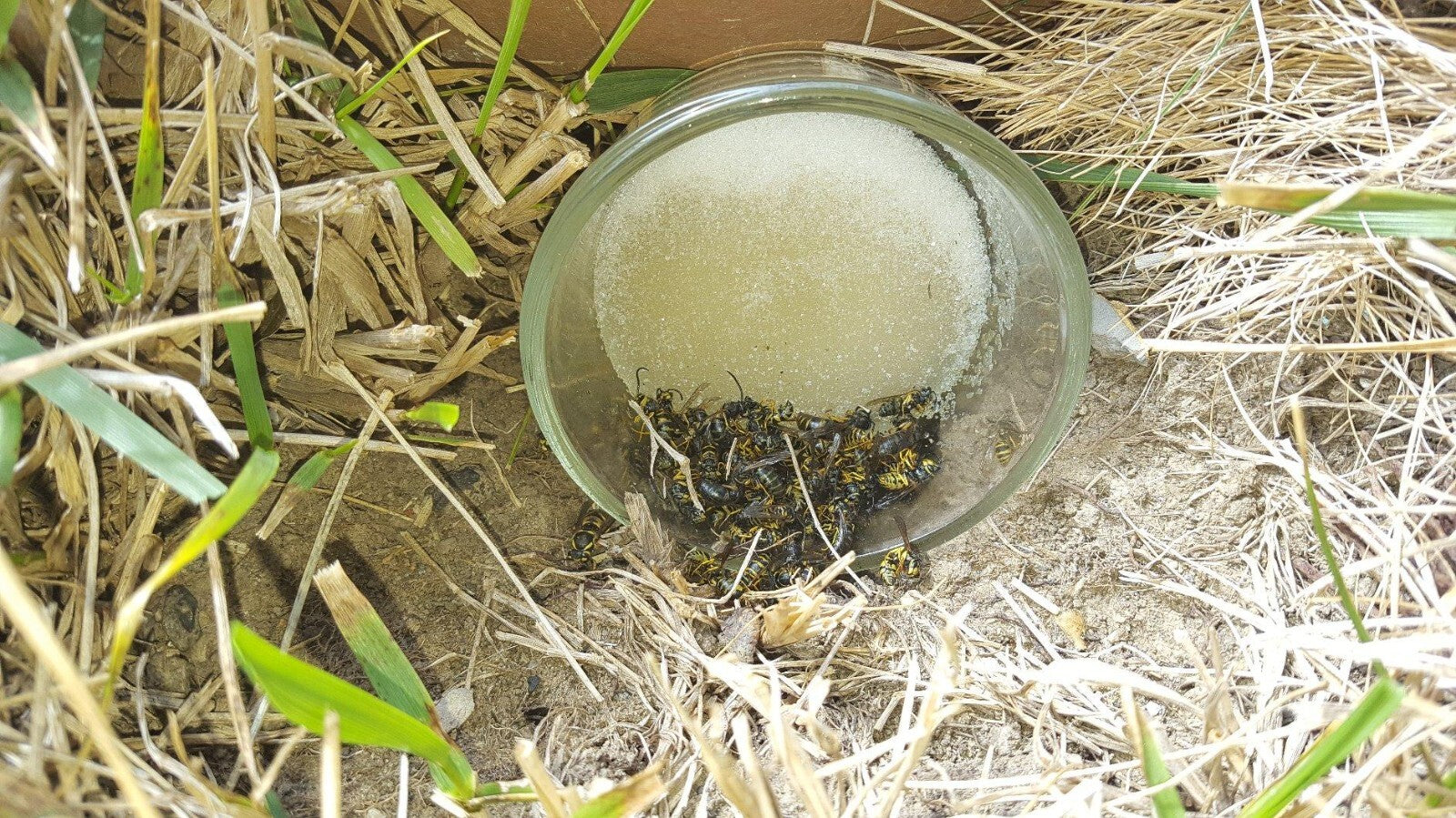 Demon Max Insecticide, Yellowish 1 Pint over 30 types  insect pests 100% Results