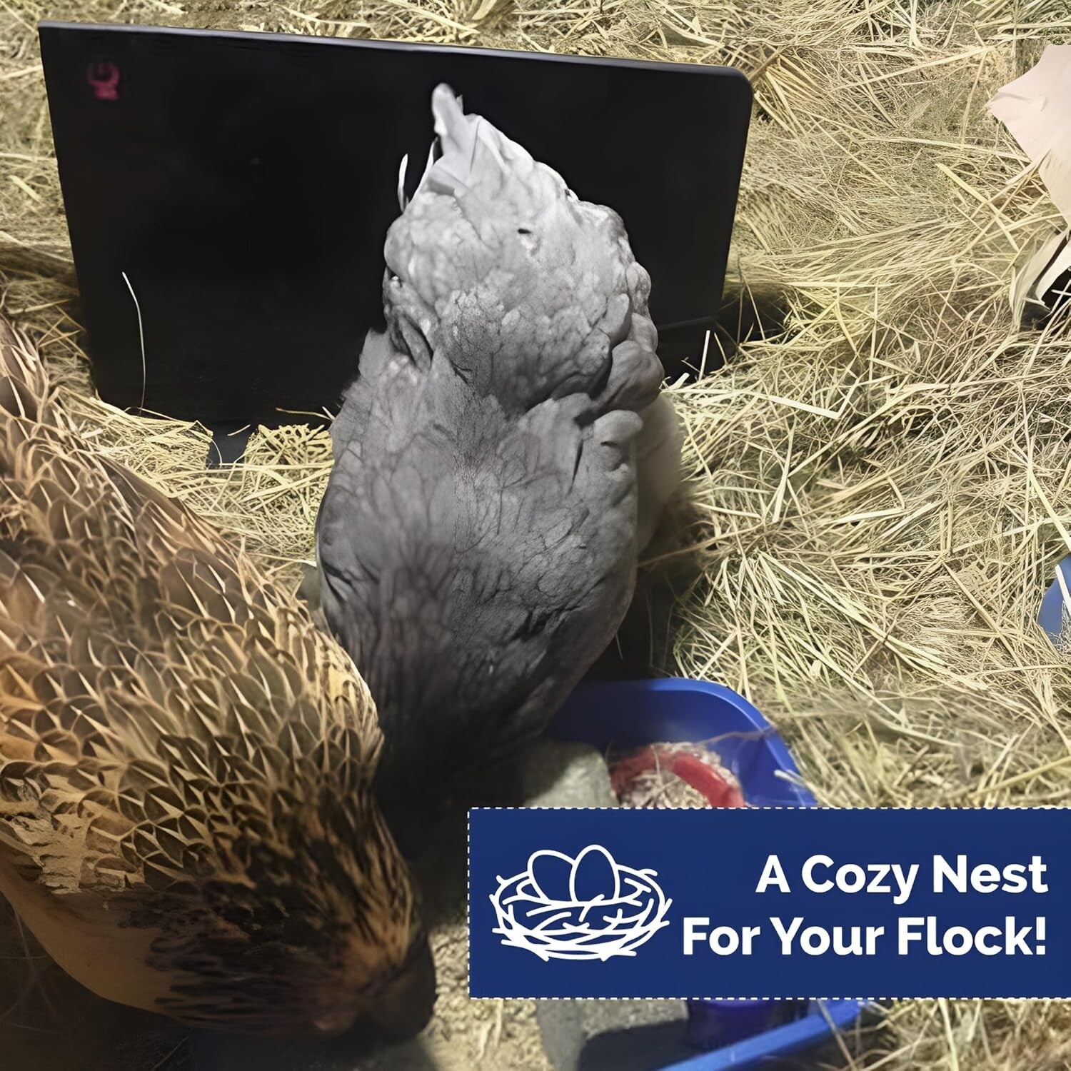 Cozy Coop Chicken Coop Heater, 200-Watt, Safe Radiant Space Heat