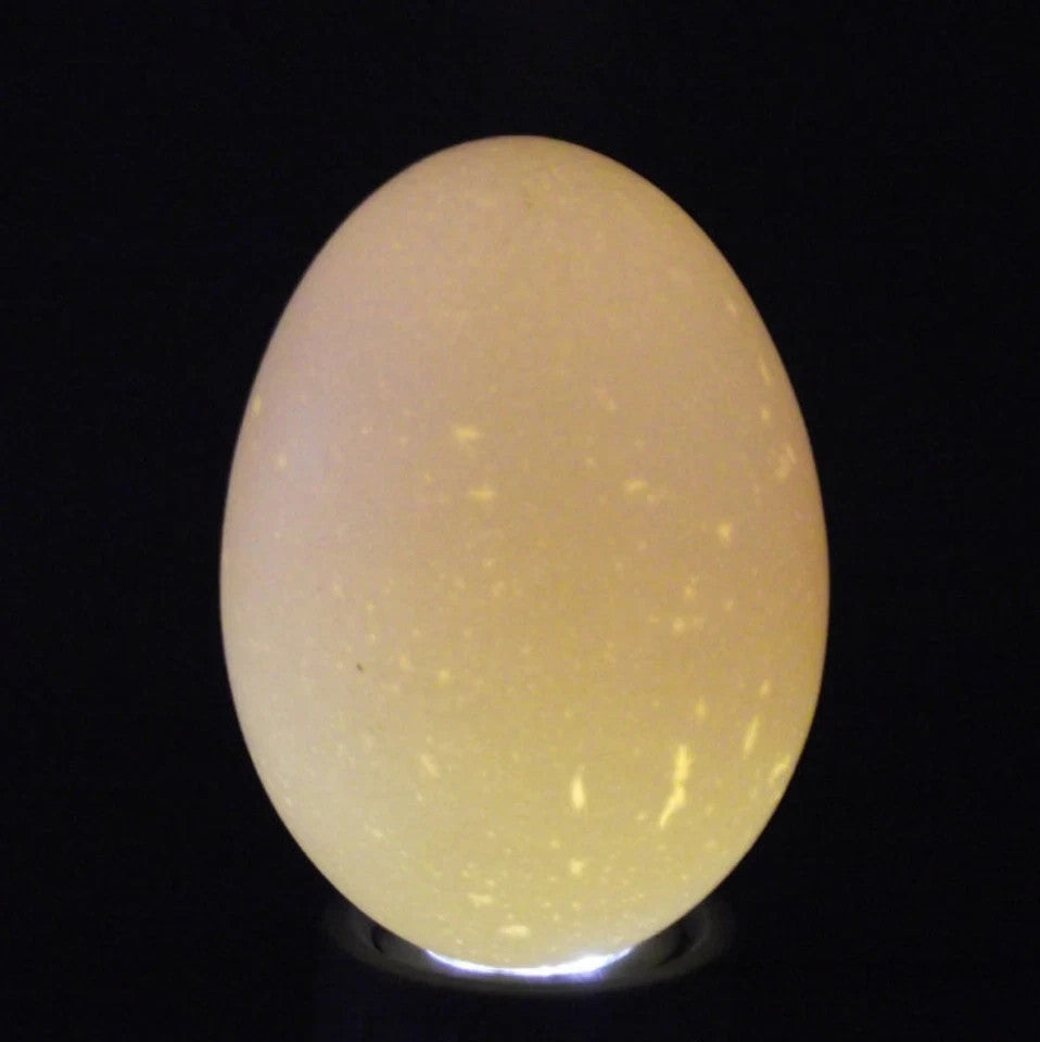 Black LED Egg Candler Cordless Poultry Incubator Hatching Light