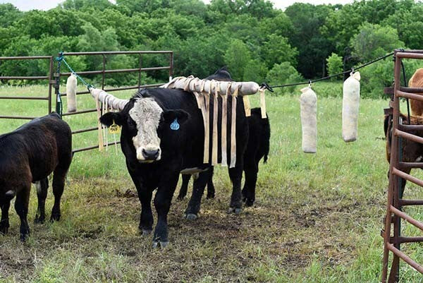 Fly Bullet suspend vertically at mineral feeders creep feeders