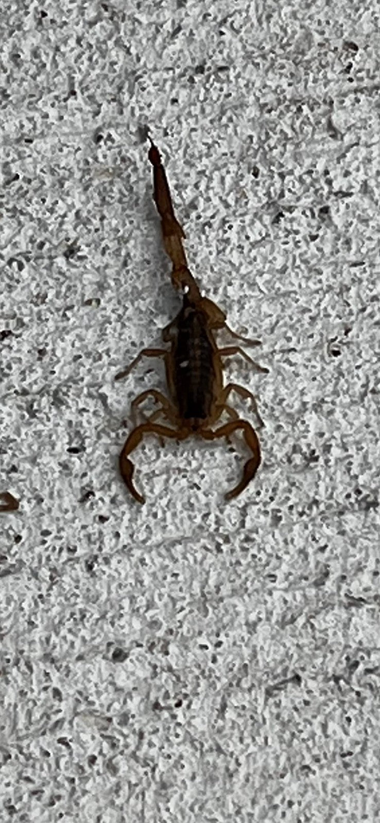 Onslaught FastCap Spider and Scorpion Insecticide  Concentrates