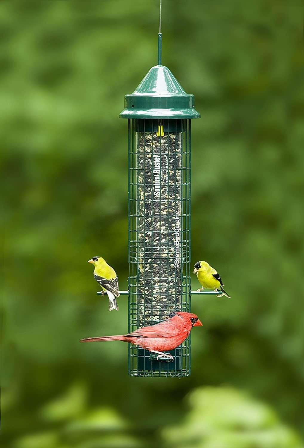 Squirrel Buster Classic Squirrel proof Bird Feeder w/4 Feeding Ports 2.4-pound