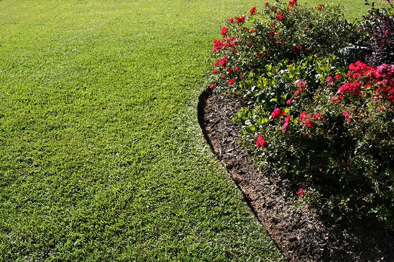 Tifblair Centipede Grass Seed 1lb bag