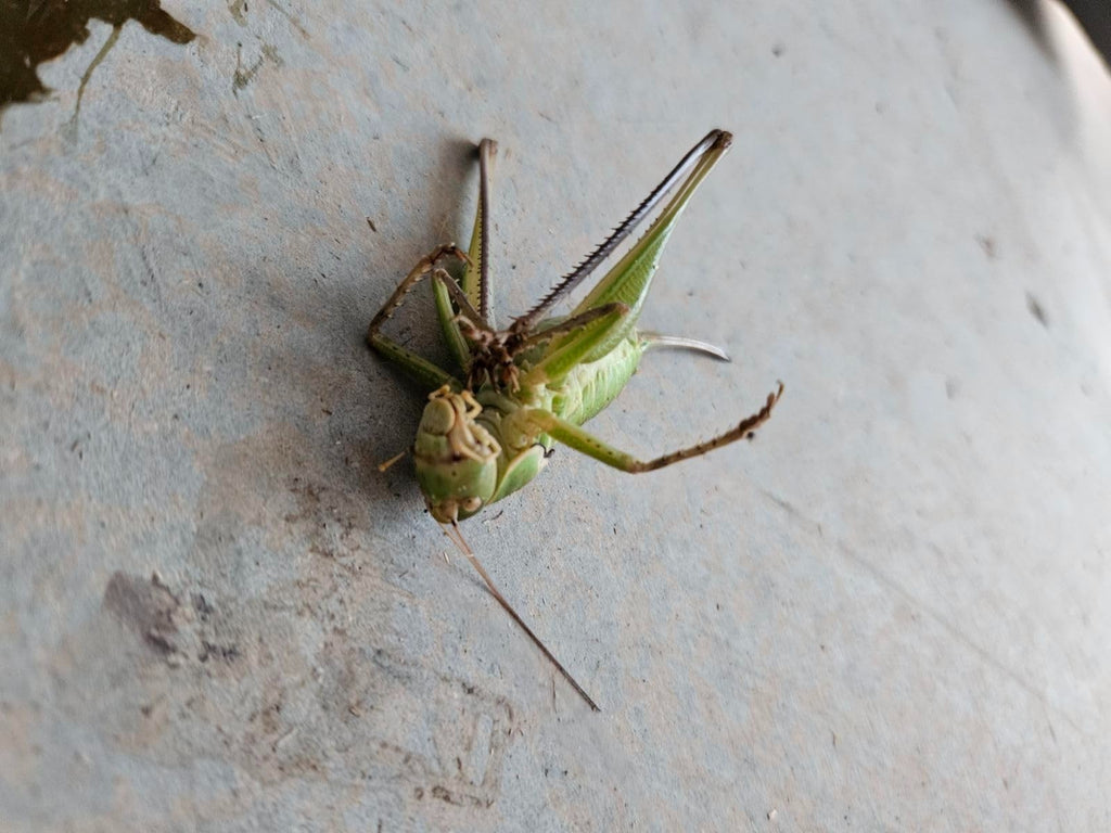 Onslaught FastCap Spider and Scorpion Insecticide  Concentrates