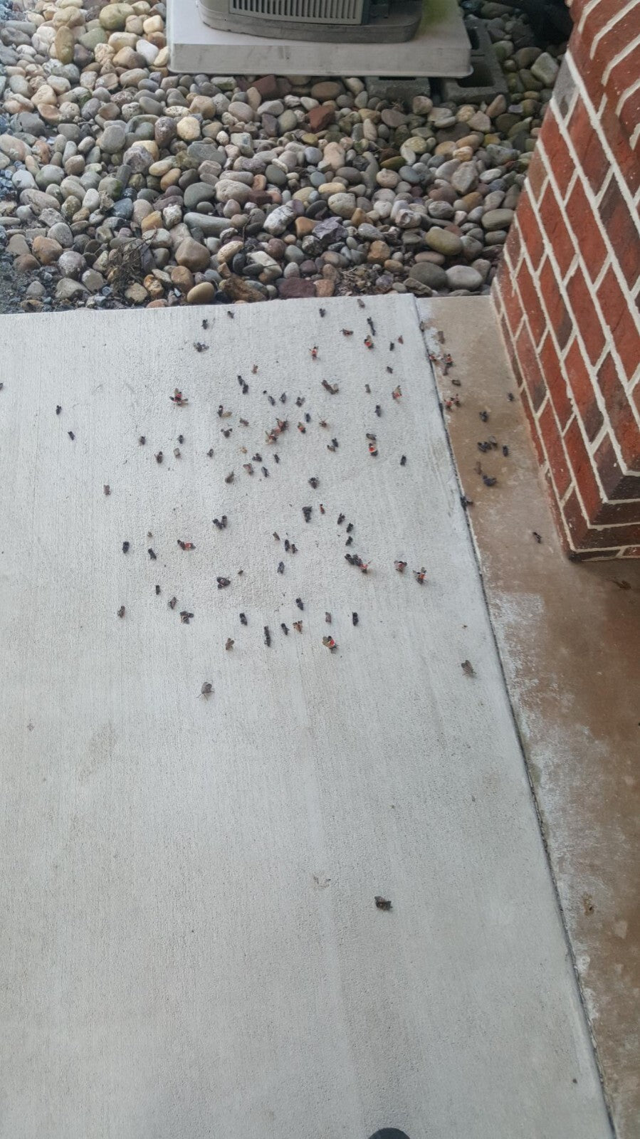 Demon Max Insecticide, Yellowish 1 Pint over 30 types  insect pests 100% Results