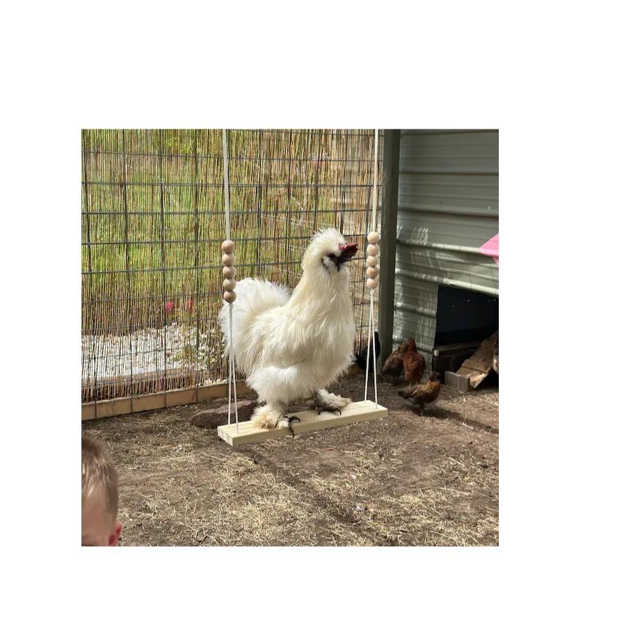 Chicken Swing Toy for Coop with Wooden Accessories HANDMADE IN USA! For Poultry Run Rooster Hens Chicks Pet Parrots Entertainment for Birds