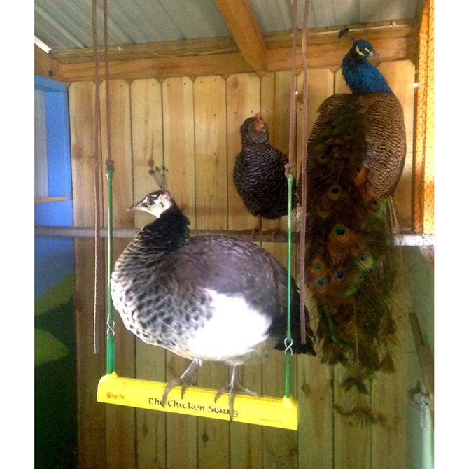 Chicken Swing Poultry Run Rooster Hens Chicks Pet Parrots Entertainment cooped up/unable to free range due to weather/predators/ordinances