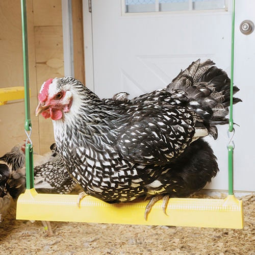Chicken Swing Poultry Run Rooster Hens Chicks Pet Parrots Entertainment cooped up/unable to free range due to weather/predators/ordinances