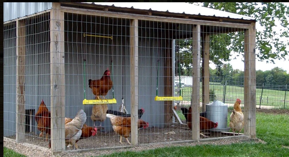 Chicken Swing Poultry Run Rooster Hens Chicks Pet Parrots Entertainment cooped up/unable to free range due to weather/predators/ordinances