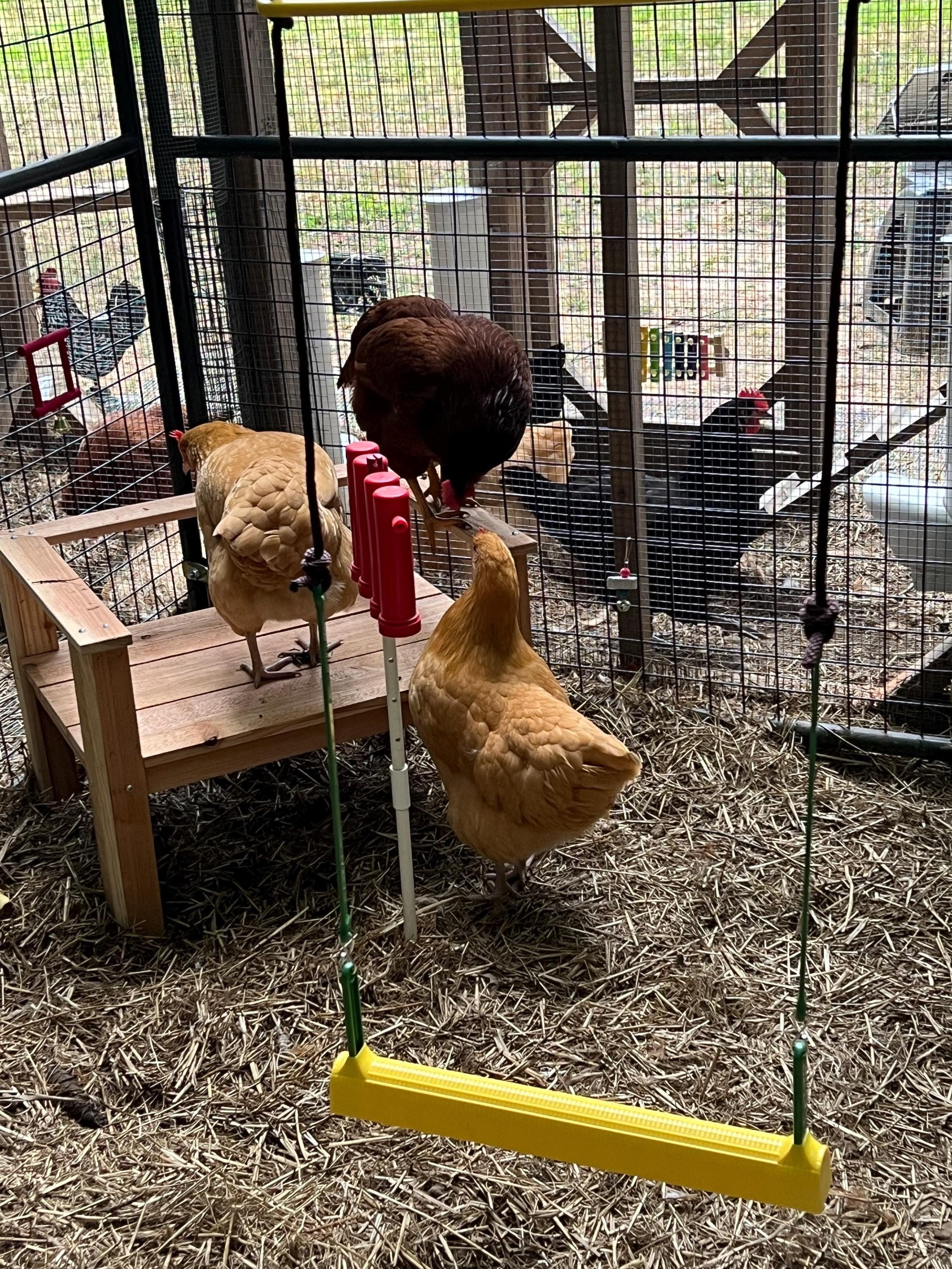 Chicken Swing Poultry Run Rooster Hens Chicks Pet Parrots Entertainment cooped up/unable to free range due to weather/predators/ordinances